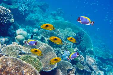 Romantic Mauritius Honeymoon Package from Delhi